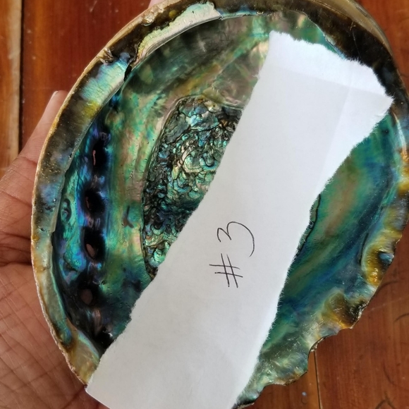 Large Abalone Shell-Great for home office or studio decor😍 - Picture 14 of 16